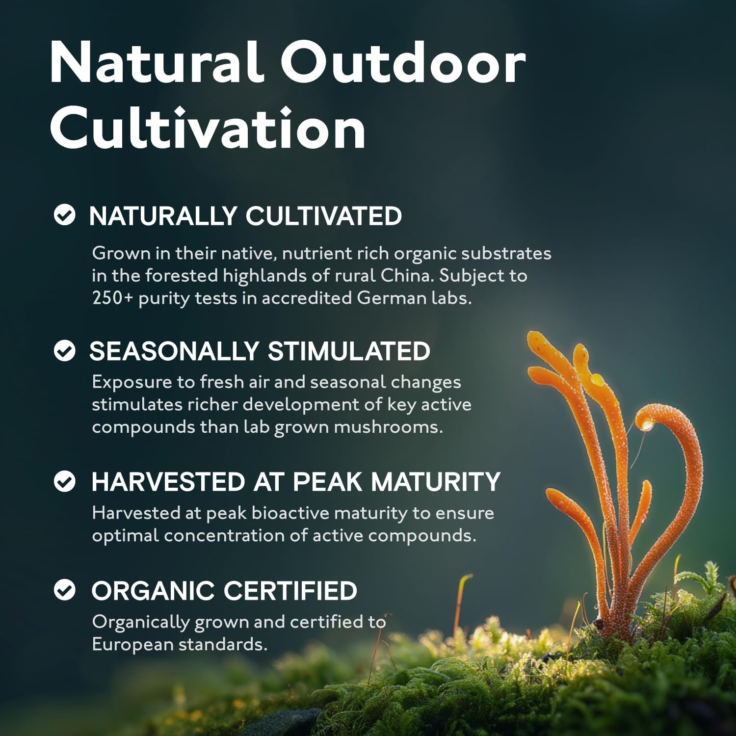 Organic 8 Mushroom Blend